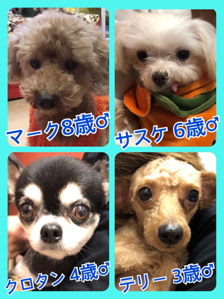 🐾今日の里親様募集中ワンコ🐶メンバーです🐾2019,10,24